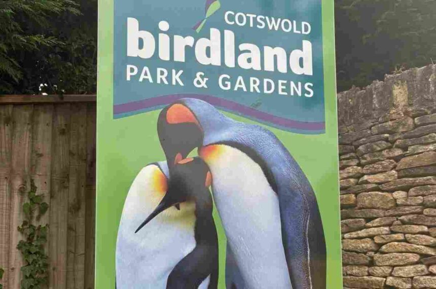 African Penguins' deaths at Birdland facility may be negligent