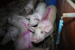 Tesco pork supplier caught leaving them to cannibalise each other