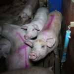 Tesco pork supplier caught leaving them to cannibalise each other