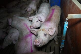 Tesco pork supplier caught leaving them to cannibalise each other