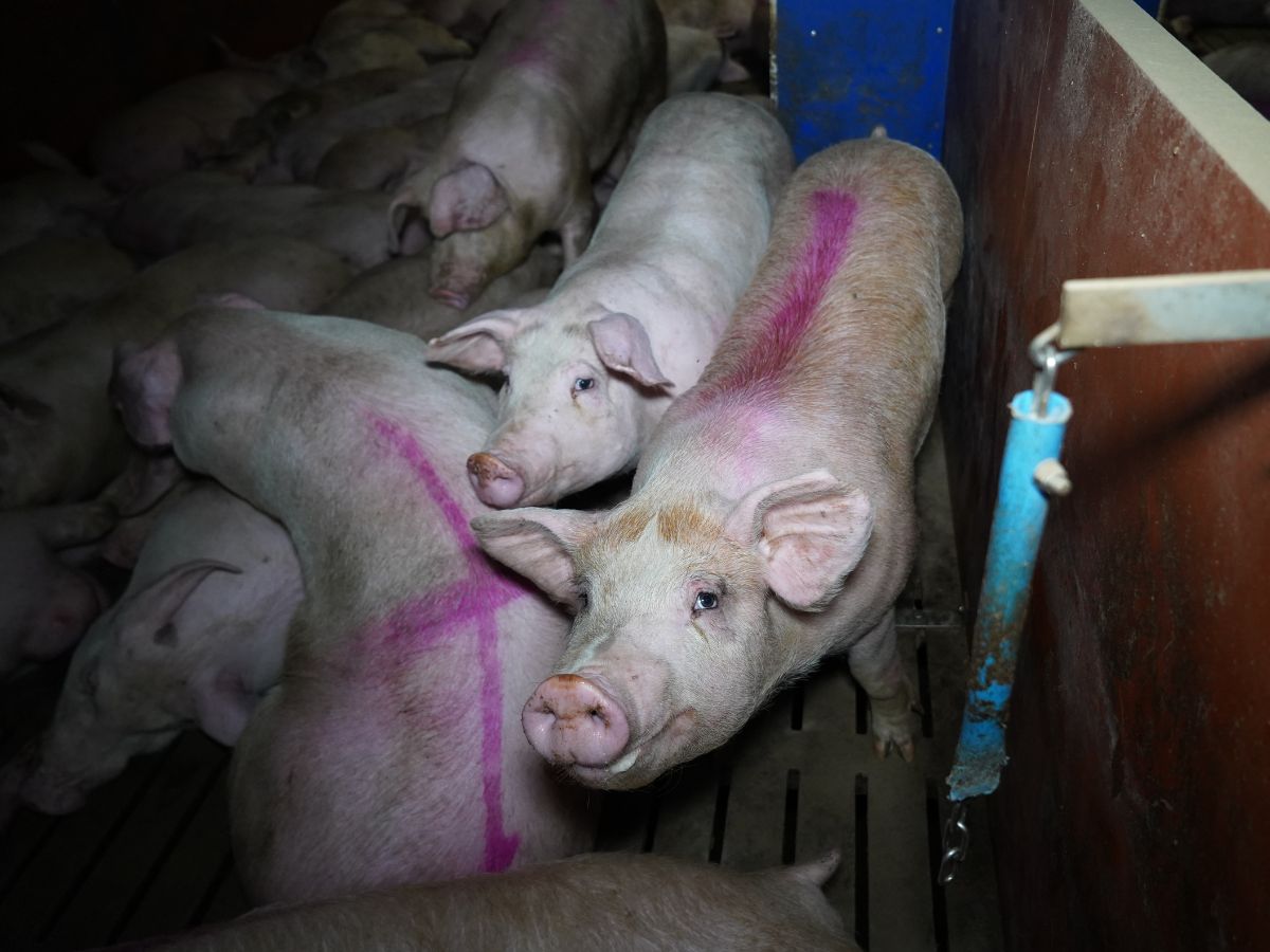 Tesco pork supplier caught leaving them to cannibalise each other