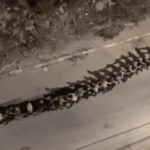 Breaking video: over 1500 Palestinian men taken hostage by Israel in West Bank raids