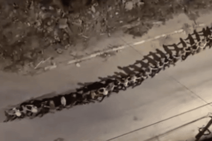 Breaking video: over 1500 Palestinian men taken hostage by Israel in West Bank raids