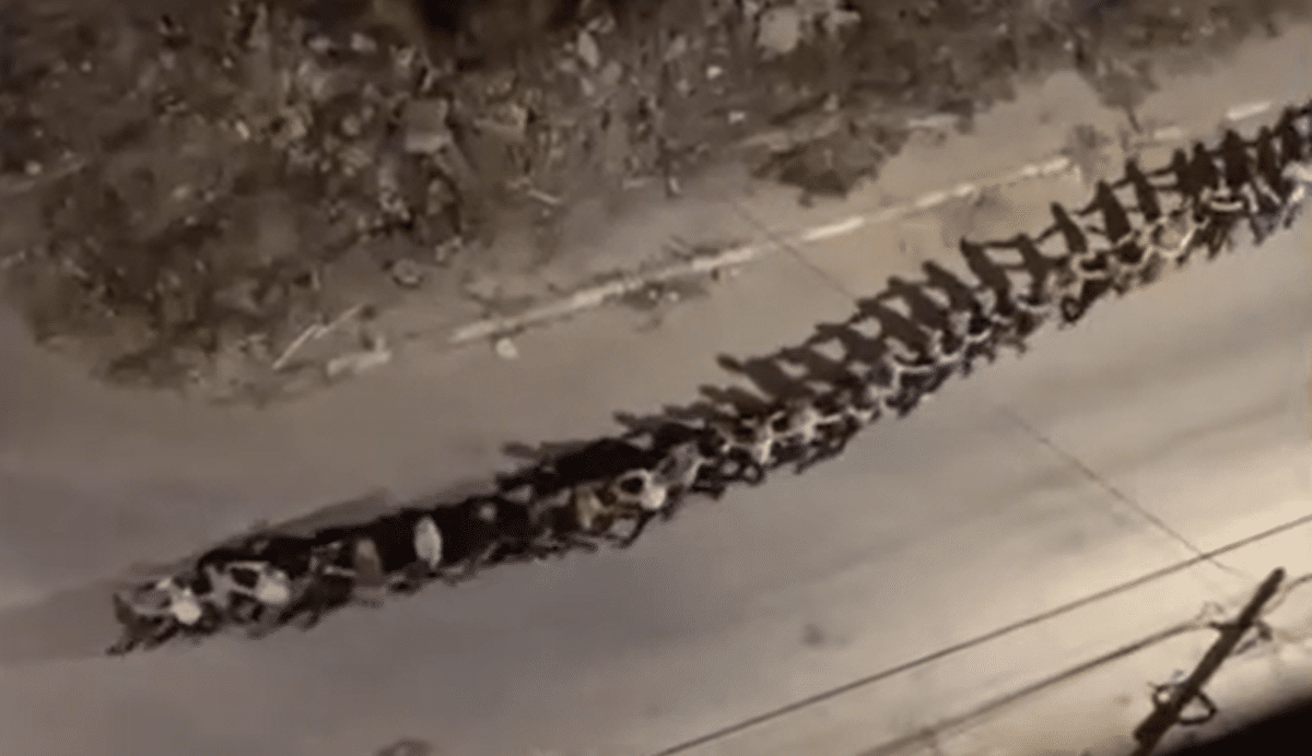 Breaking video: over 1500 Palestinian men taken hostage by Israel in West Bank raids