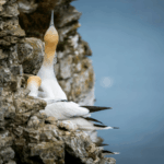 Charity calls for end to clubbing gannets