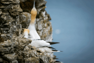 Charity calls for end to clubbing gannets