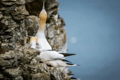 Charity calls for end to clubbing gannets