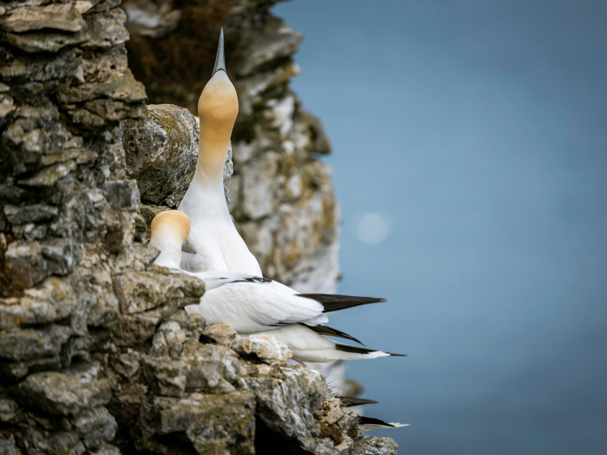 Charity calls for end to clubbing gannets