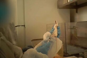 University of Kent pledges to end sepsis experiments on animals