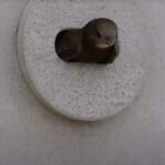 Green Party urges Senedd to back Swift Bricks in new builds