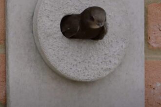 Green Party urges Senedd to back Swift Bricks in new builds