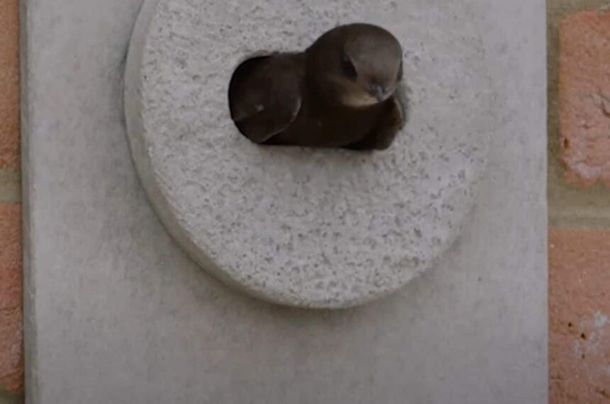 Green Party urges Senedd to back Swift Bricks in new builds