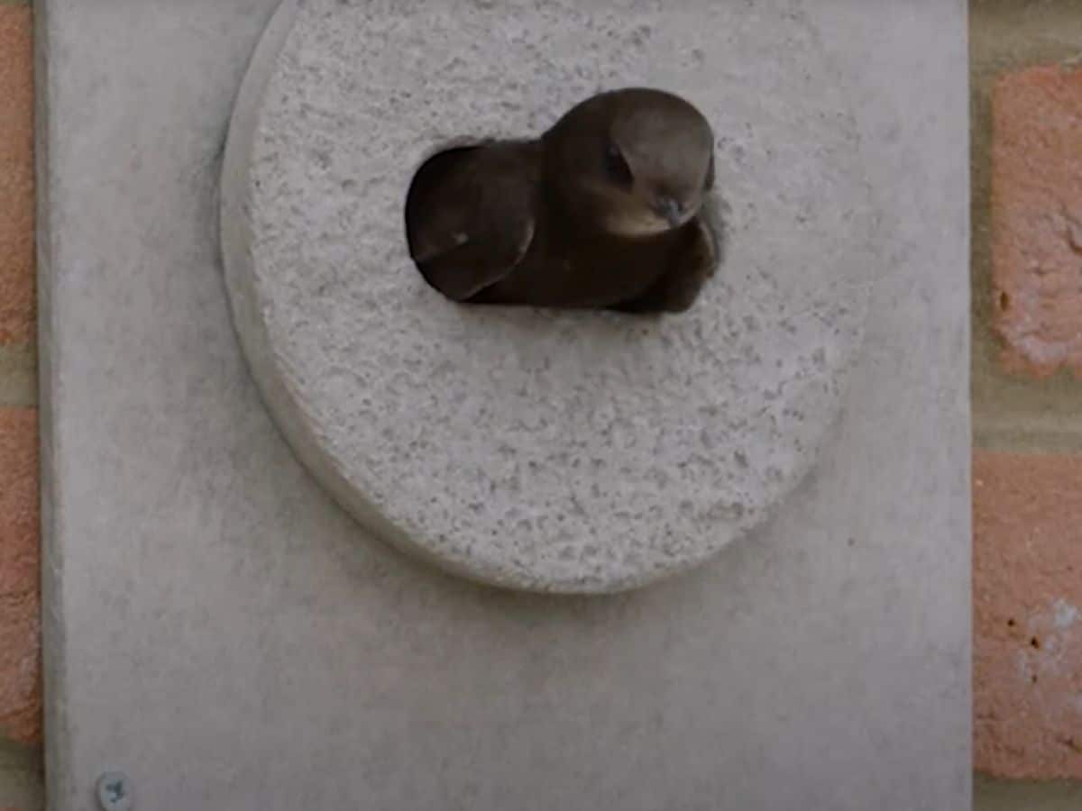 Green Party urges Senedd to back Swift Bricks in new builds