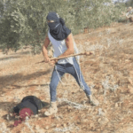 Israeli settlers terrorise Palestinians - again and again