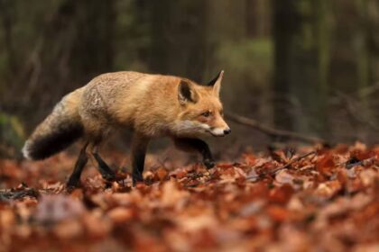 MP calls on government to REALLY ban fox hunting