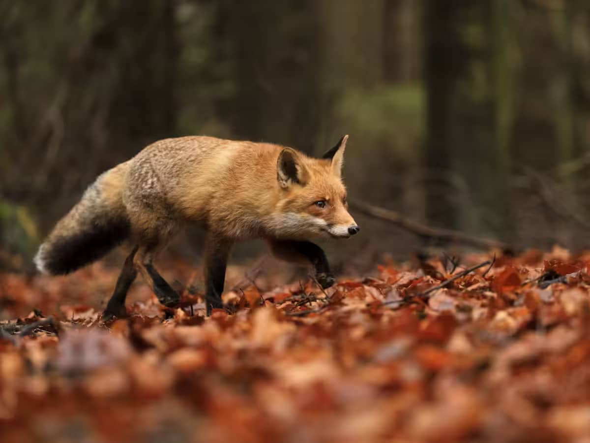 MP calls on government to REALLY ban fox hunting