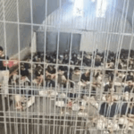 Prisoner Execution — Ben-Gvir to turn cells into death chambers