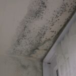 Social housing landlords now forced to tackle mould and damp