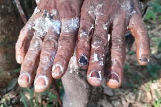 Workers’ rights abused in plantations linked to Soguipah in Guinea