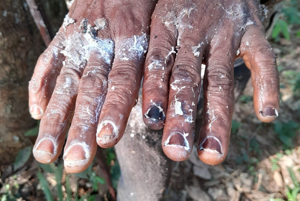 Workers’ rights abused in plantations linked to Soguipah in Guinea