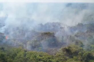 breeding grounds of the next pandemic