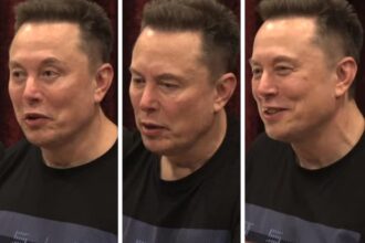 Elon Musk claims the hobbits of England are at risk