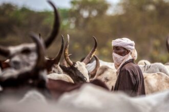 Human rights violations in herder-farmer conflicts in Chad