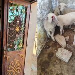 Israeli settlers shocking violence against Palestinian family