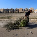 Olive trees in Gaza have almost all been destroyed by Israel