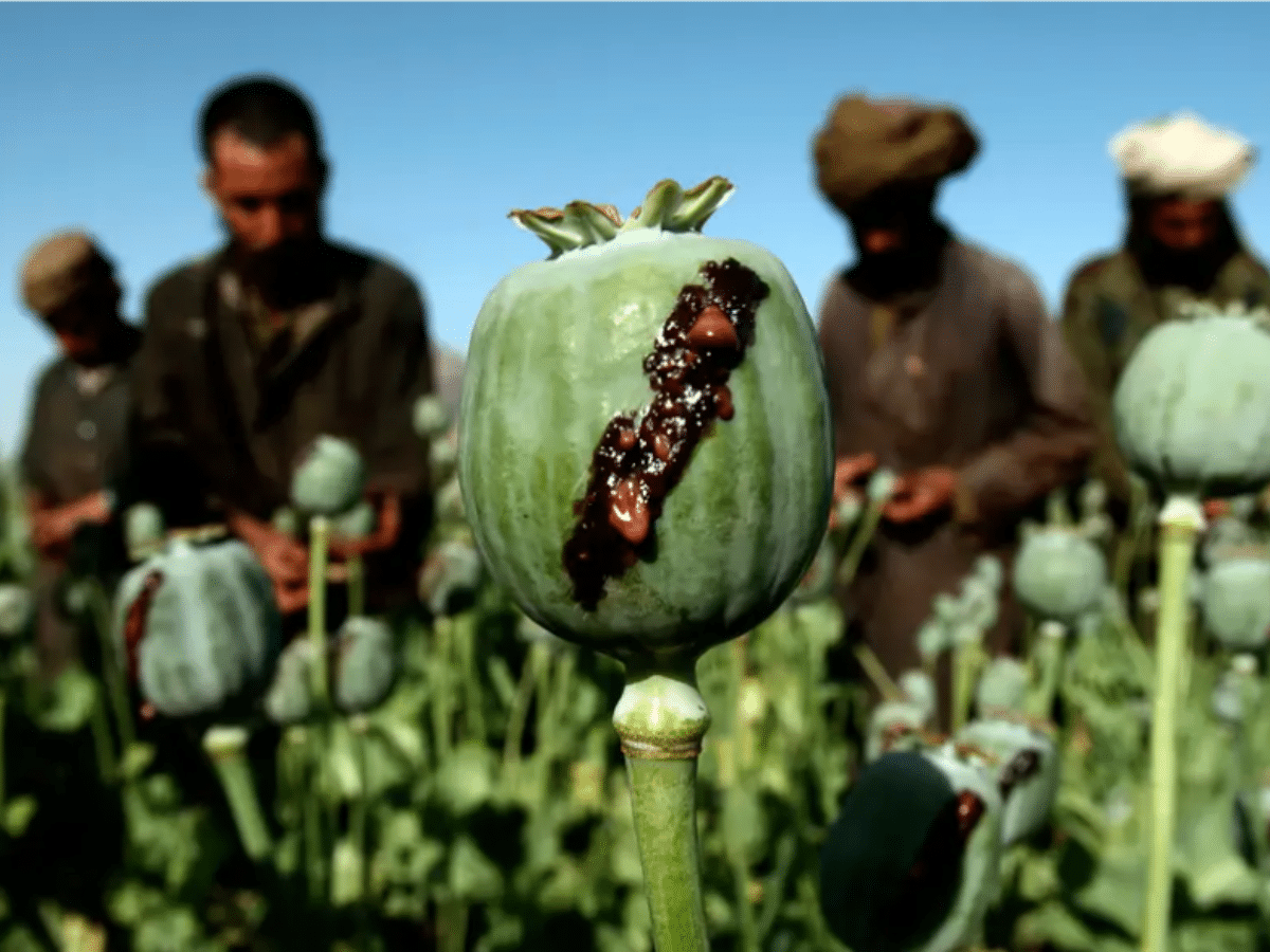RAF denies dropping opium seeds in support of CIA