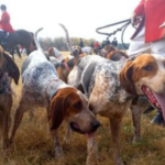 Trail hunting needs to end, once and for all