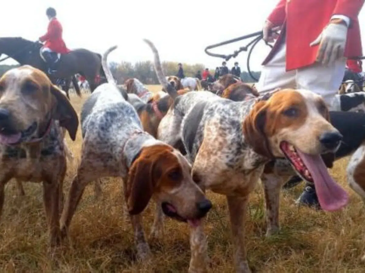 Trail hunting needs to end, once and for all