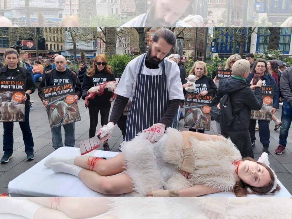 This Easter, Animal Justice Project urge people to 'Skip the Lamb'