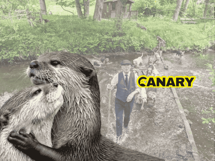 Read more about the article Help the Hunt Sabs stop secret summer mink murder on our rivers