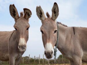 Read more about the article Amazon UK must urgently ban sale of donkey skin products says charity