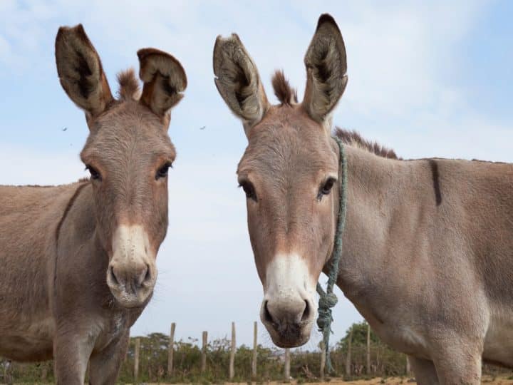 Read more about the article Amazon UK must urgently ban sale of donkey skin products says charity