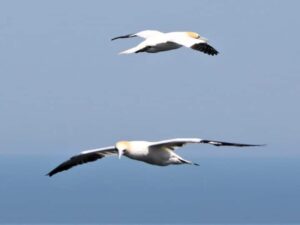 Read more about the article Fight to end guga hunt intensifies as NatureScot receives 2026 licence application