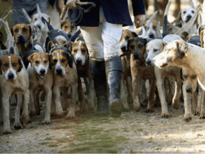 Read more about the article Stormont bill to outlaw barbaric hunting with dogs passes second stage