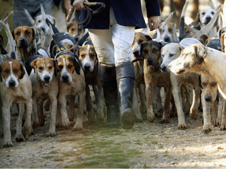 You are currently viewing Stormont bill to outlaw barbaric hunting with dogs passes second stage
