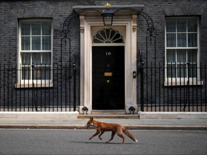 Read more about the article A fox is running in Makerfield by-election to challenge Hunting Act loopholes