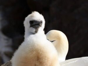 Read more about the article More animal welfare charities call for an end to the guga hunt