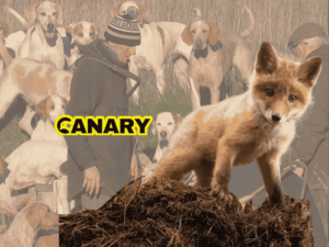 Read more about the article Hunters prepare to slaughter 10,000 innocent fox cubs