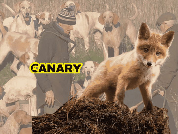 Read more about the article Hunters prepare to slaughter 10,000 innocent fox cubs