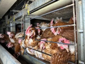 Read more about the article Three in four consumers wrongly believe cage chickens are a thing of the past