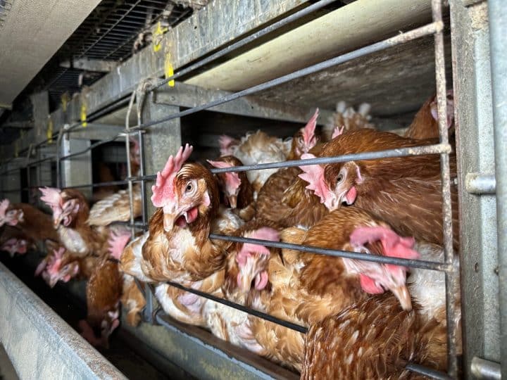 Read more about the article Three in four consumers wrongly believe cage chickens are a thing of the past