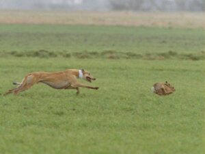 Read more about the article Sinn Féin confirm intention to back continuation of cruel, colonial hare coursing