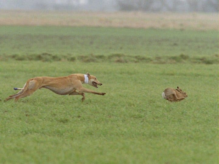 You are currently viewing Sinn Féin confirm intention to back continuation of cruel, colonial hare coursing
